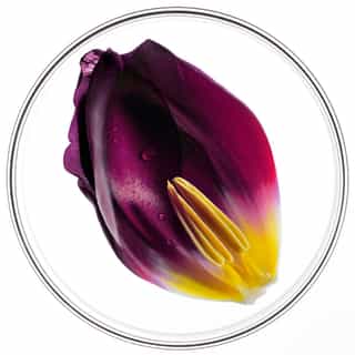 Phytocyane ΑΓΩΓΗ ΤΡΙΧΟΠΤΩΣΗΣ ΓΙΑ ΓΥΝΑΙΚΕΣ