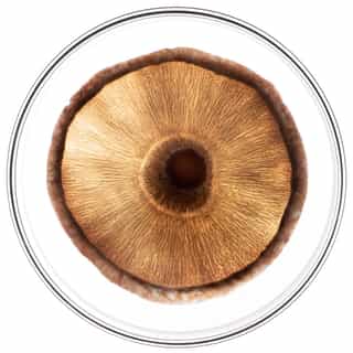 Phytocyane ΑΓΩΓΗ ΤΡΙΧΟΠΤΩΣΗΣ ΓΙΑ ΑΝΔΡΕΣ