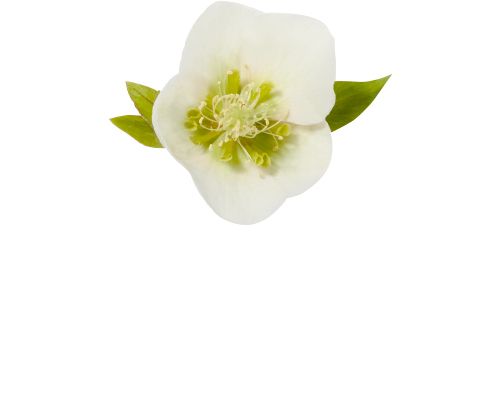 <strong>L'extraction de Guimauve</strong>